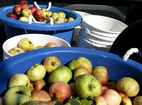 Apple Pickin'